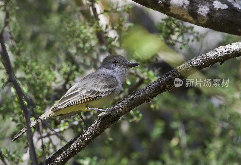 灰喉捕蝇鸟(Myiarchus cinerascens)是雀形目鸟类中的暴君捕蝇鸟家族。拉巴斯仙人掌花园，索诺拉沙漠，南下加利福尼亚，墨西哥。雀形目;Tyrannidae